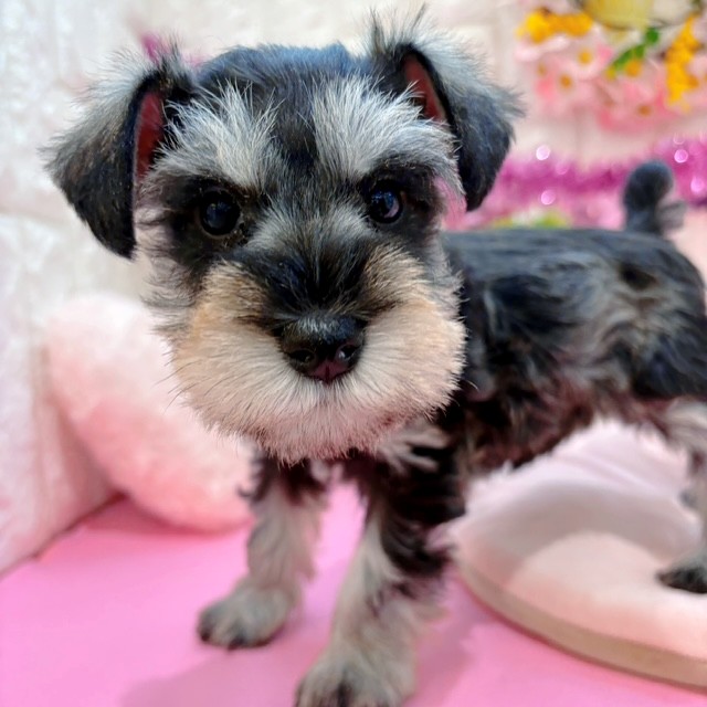 岡山県のミニチュアシュナウザー (犬の家＆猫の里倉敷店/2026年1月25日生まれ/女の子/ソルトペッパー)の子犬の3枚目の画像