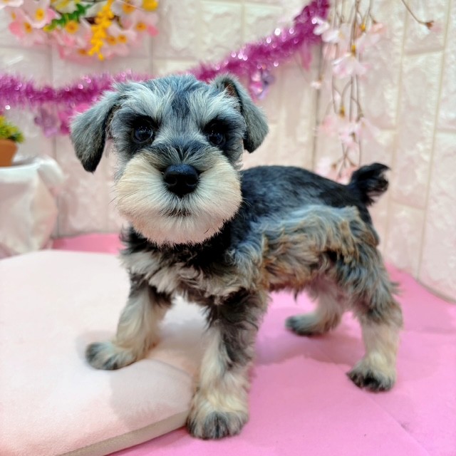 岡山県のミニチュアシュナウザー (犬の家＆猫の里倉敷店/2026年1月25日生まれ/男の子/ソルトペッパー)の子犬の3枚目の画像