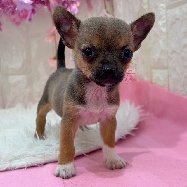 岡山県のハーフ犬・ミックス犬 (犬の家＆猫の里倉敷店/2026年1月23日生まれ/男の子/フォーンホワイト)の子犬の3枚目の画像