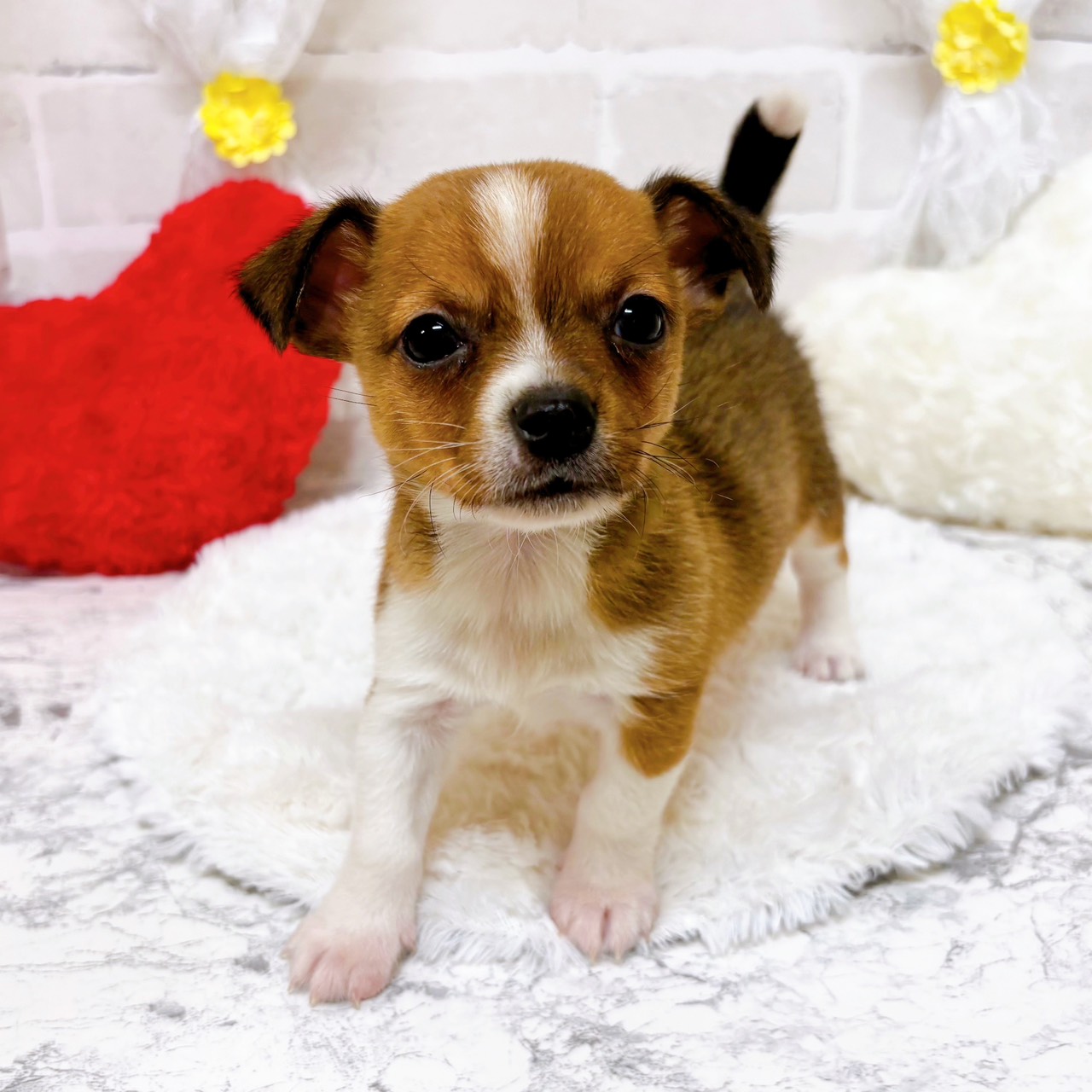 京都府のハーフ犬・ミックス犬 (犬の家＆猫の里京都精華店/2026年1月23日生まれ/男の子/フォーンホワイト)の子犬の3枚目の画像