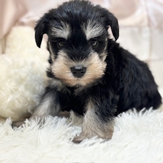 兵庫県のミニチュアシュナウザー (犬の家＆猫の里カナート西神戸店/2026年1月25日生まれ/男の子/ブラックシルバー)の子犬の3枚目の画像