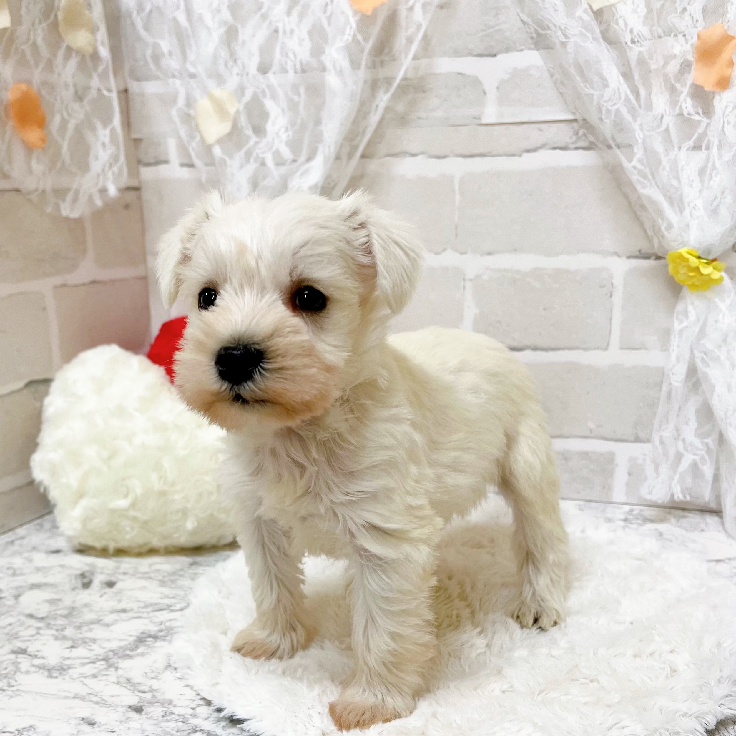 京都府のミニチュアシュナウザー (犬の家＆猫の里京都精華店/2026年1月25日生まれ/男の子/ホワイト)の子犬の3枚目の画像