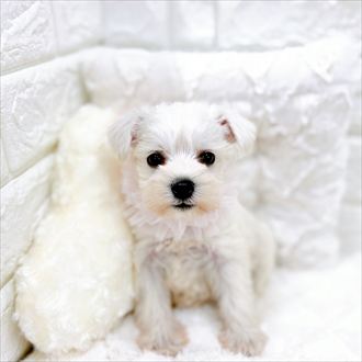 福井県のミニチュアシュナウザー (犬の家＆猫の里アミーゴ福井店/2026年1月25日生まれ/女の子/ホワイト)の子犬の3枚目の画像