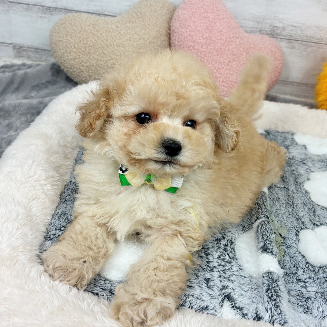 兵庫県のトイプードル(タイニー) (犬の家＆猫の里川西店/2026年1月25日生まれ/男の子/ペールフォーン)の子犬の3枚目の画像