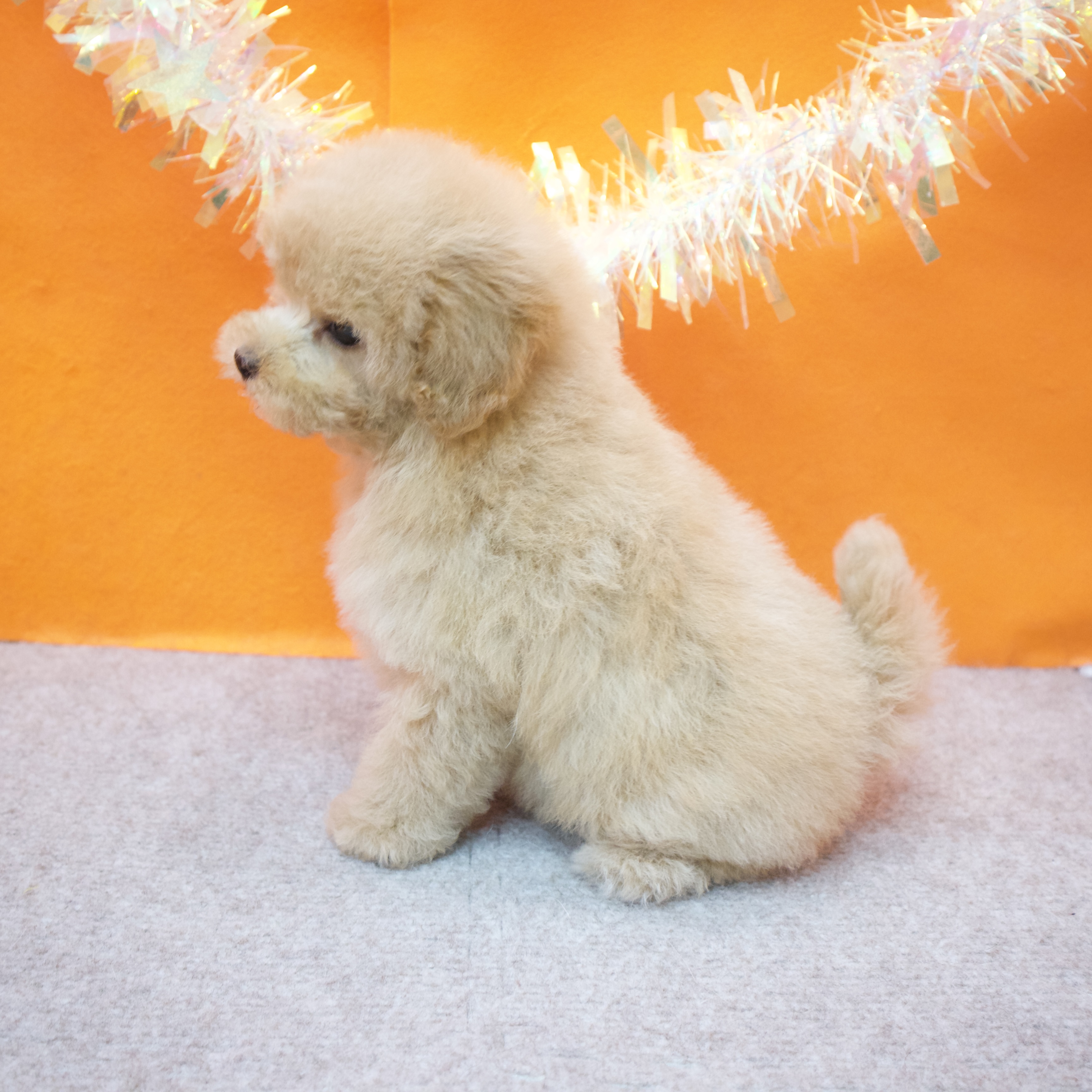 大阪府のトイプードル(タイニー) (犬の家＆猫の里吹田店/2026年1月25日生まれ/女の子/ペールフォーン)の子犬の3枚目の画像