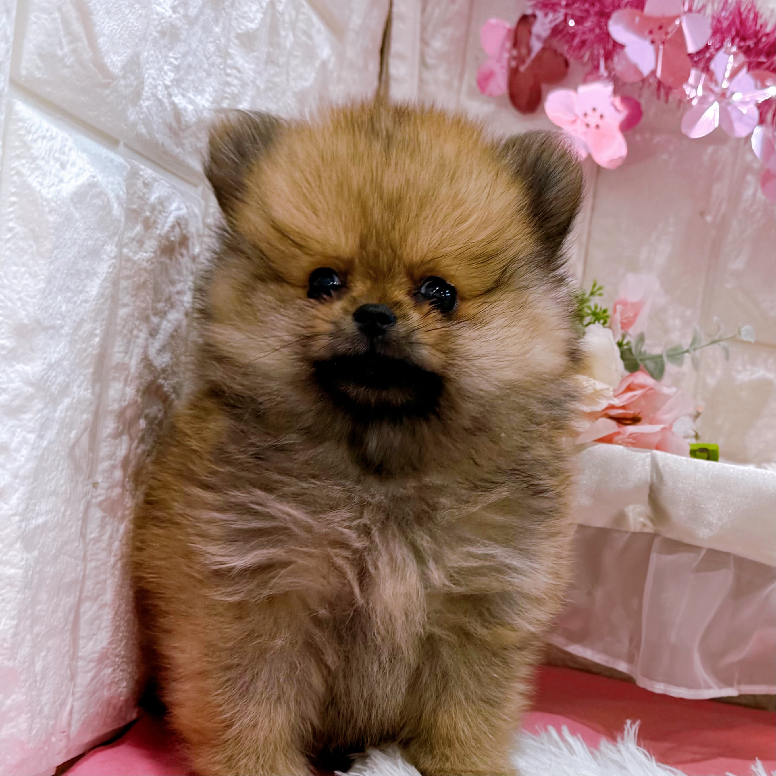 岡山県のポメラニアン (犬の家＆猫の里倉敷店/2026年1月25日生まれ/女の子/オレンジセーブル)の子犬の3枚目の画像