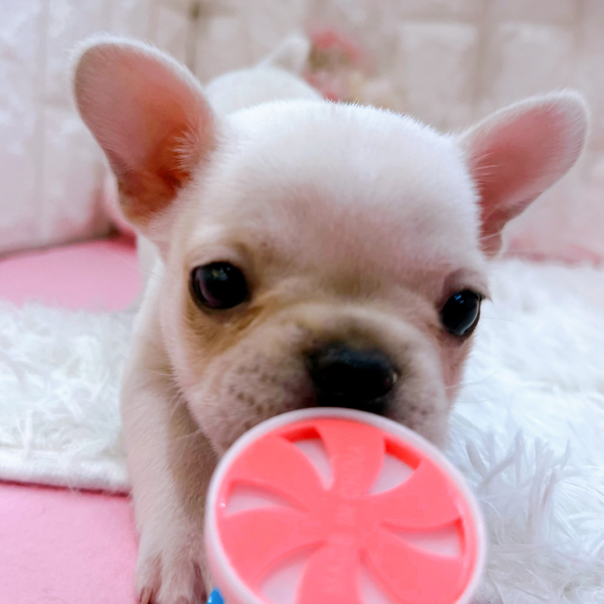 岡山県のフレンチブルドッグ (犬の家＆猫の里倉敷店/2026年1月21日生まれ/女の子/クリーム)の子犬の3枚目の画像