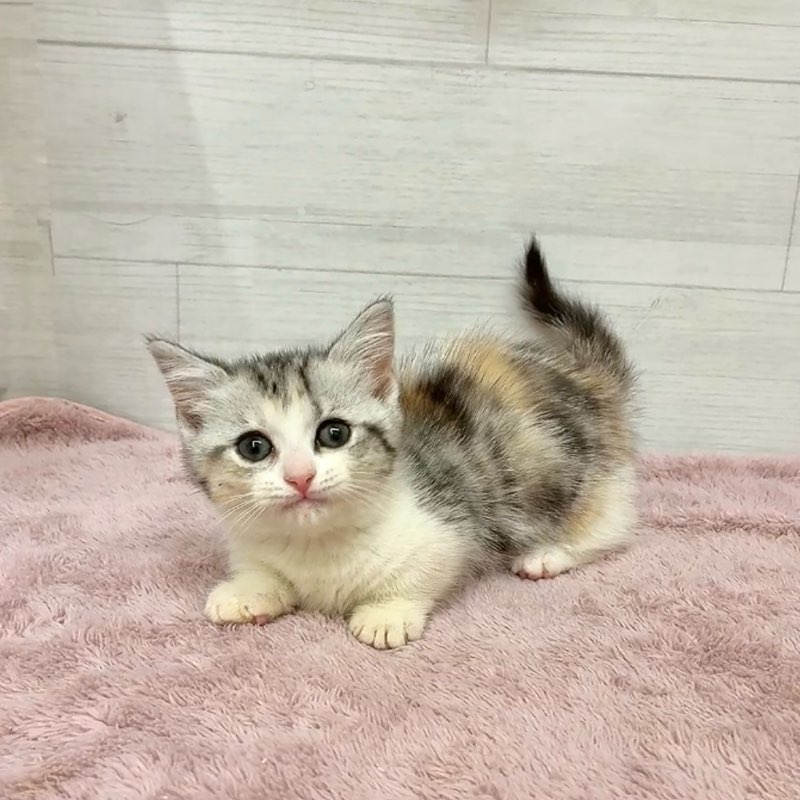 愛知県のマンチカン (犬の家＆猫の里碧南店/2026年1月23日生まれ/女の子/シルバーパッチドタビーホワイト)の子猫の3枚目の画像