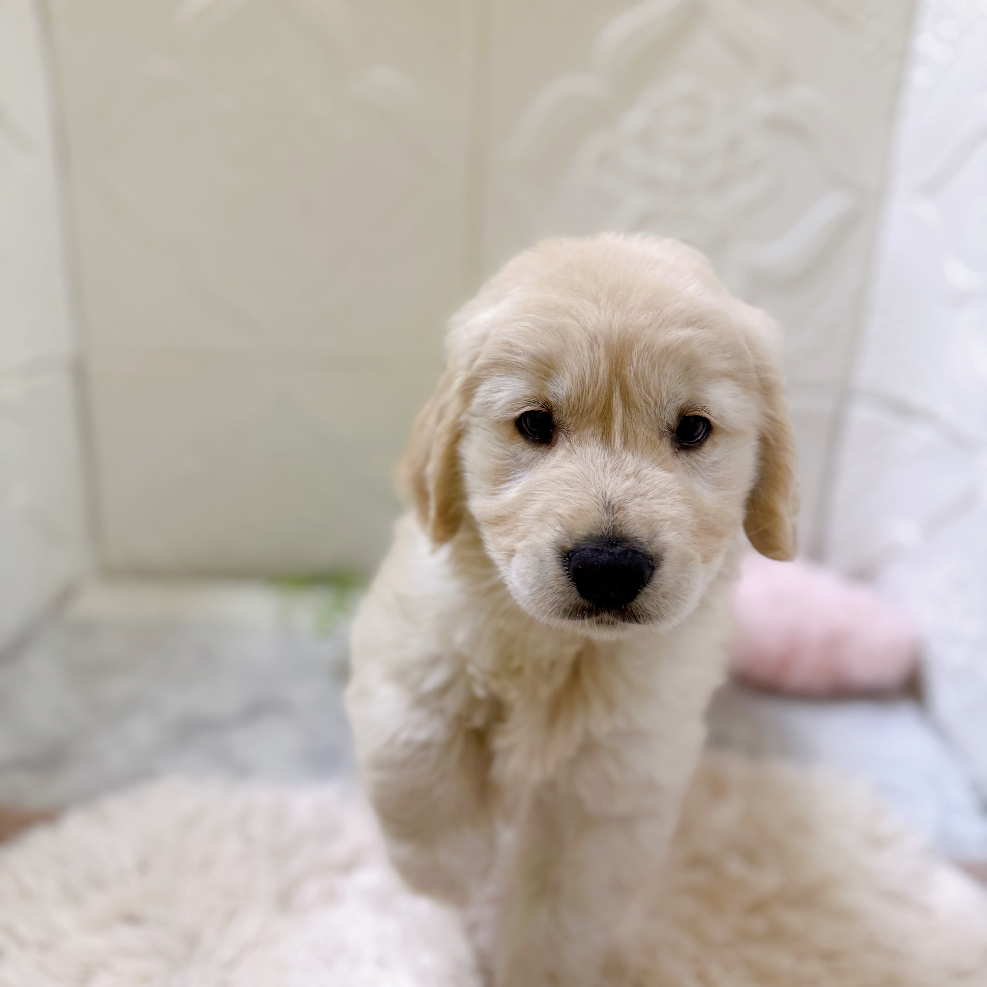 愛知県のゴールデンレトリバー (犬の家＆猫の里岡崎店/2026年1月22日生まれ/男の子/ゴールデン)の子犬の3枚目の画像