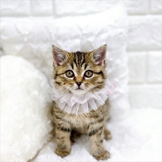 福井県のスコティッシュフォールド (犬の家＆猫の里アミーゴ福井店/2026年1月25日生まれ/女の子/ブラウンタビー)の子猫の3枚目の画像