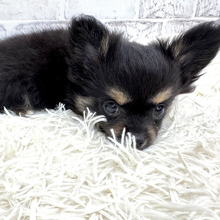 愛知県のチワワ(ロング) (犬の家＆猫の里MEGAドン・キホーテ東海名和店/2026年1月31日生まれ/男の子/ブラックタンホワイト)の子犬の3枚目の画像