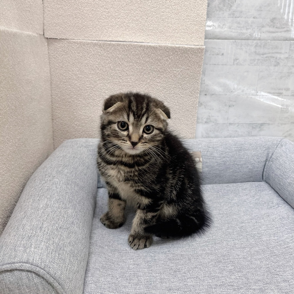 長野県のスコティッシュフォールド (犬の家＆猫の里塩尻店/2026年1月25日生まれ/男の子/ブラウンタビー)の子猫の3枚目の画像