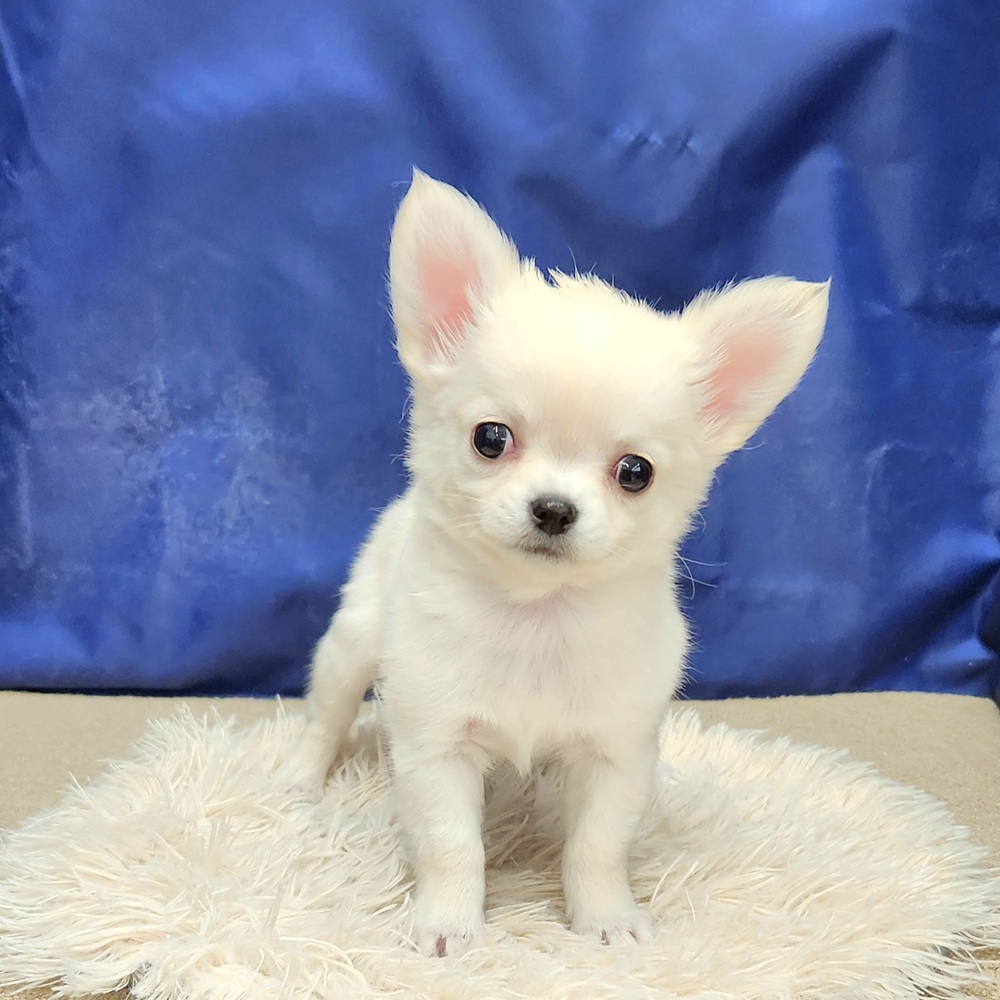 岐阜県のチワワ(ロング) (犬の家＆猫の里中津川店/2026年1月22日生まれ/男の子/クリーム)の子犬の3枚目の画像