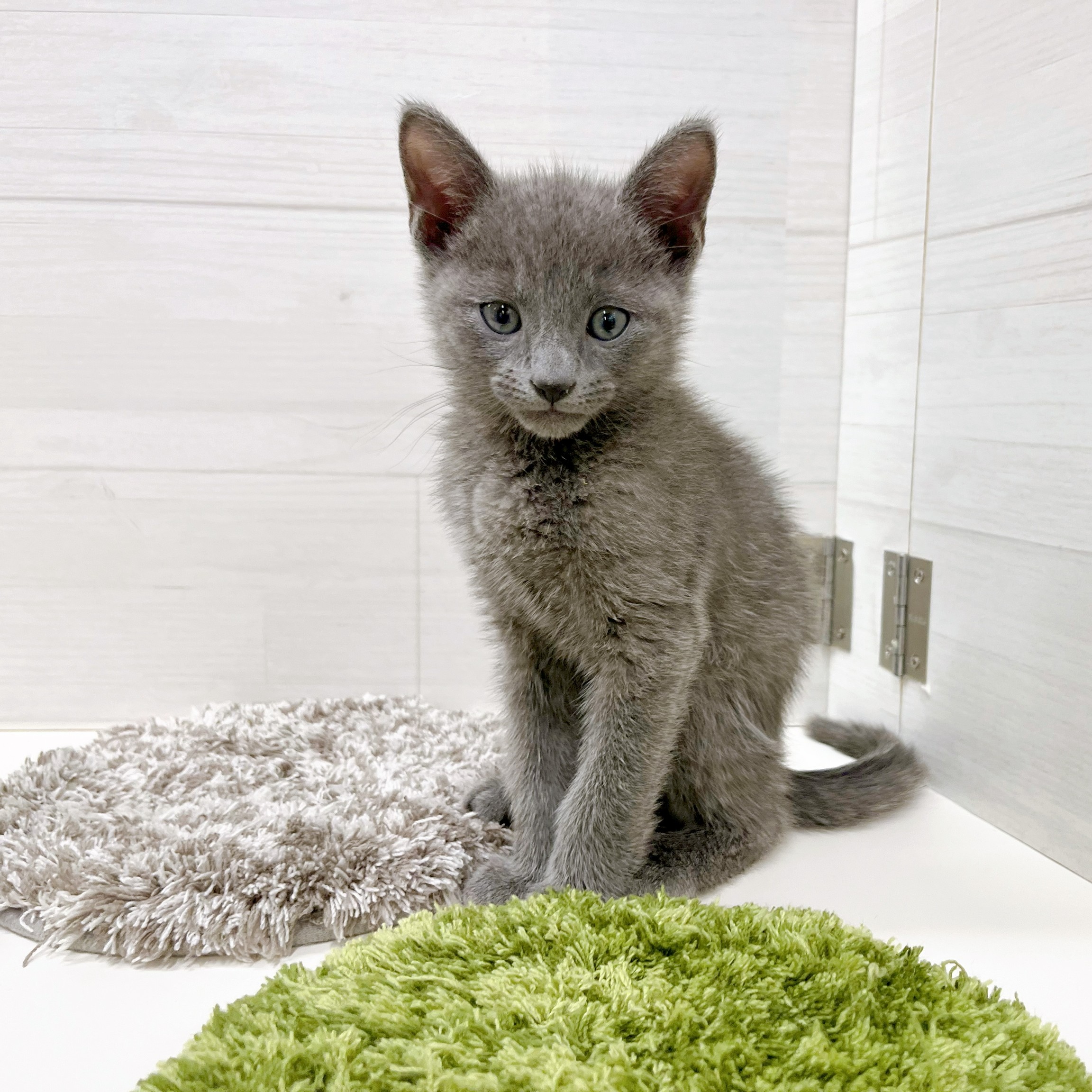 石川県のロシアンブルー (犬の家＆猫の里アミーゴ金沢おこばた店/2026年1月25日生まれ/男の子/ブルー)の子猫の3枚目の画像