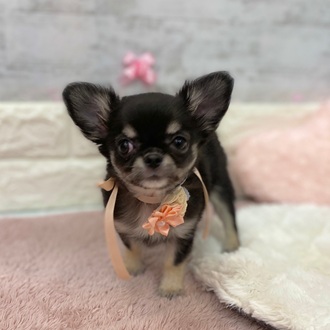 静岡県のチワワ(ロング) (犬の家＆猫の里プレ葉ウォーク浜北店/2026年1月21日生まれ/女の子/ブラックタンホワイト)の子犬の3枚目の画像