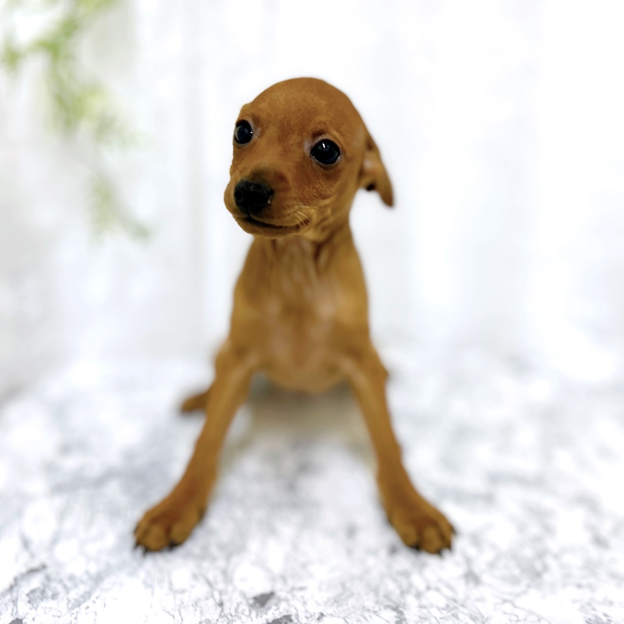 愛知県のミニチュアピンシャー (犬の家＆猫の里安城店/2026年1月25日生まれ/男の子/レッド)の子犬の3枚目の画像