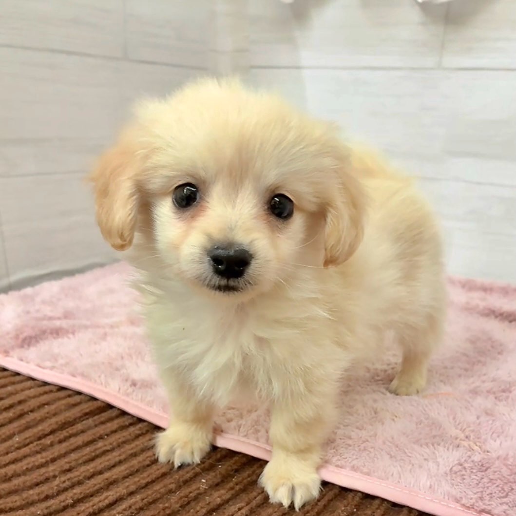 愛知県のポメックス(ポメラニアン×ダックス) (犬の家＆猫の里碧南店/2026年1月25日生まれ/男の子/クリーム)の子犬の1枚目の画像