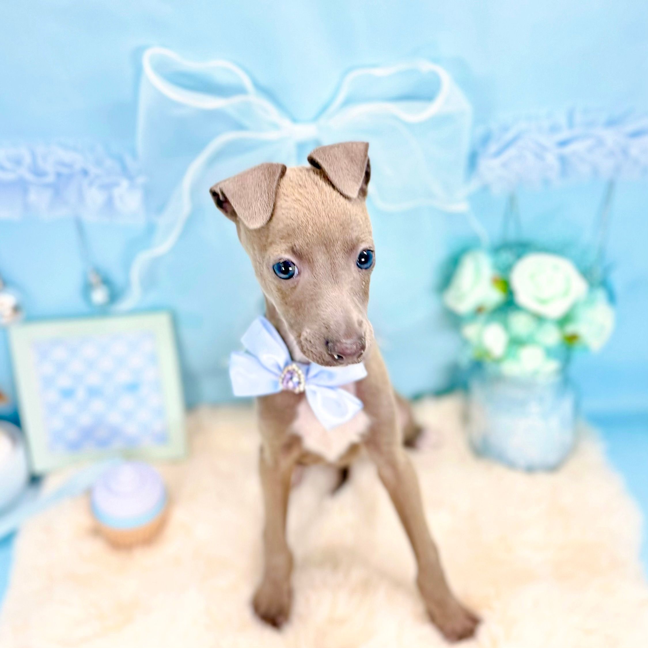 福井県のイタリアングレーハウンド (犬の家＆猫の里アミーゴ福井大和田店/2026年1月22日生まれ/男の子/ブルー)の子犬の3枚目の画像