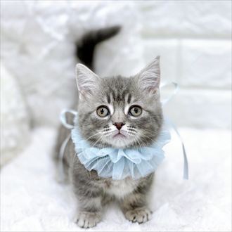 福井県のマンチカン (犬の家＆猫の里アミーゴ福井店/2026年1月23日生まれ/男の子/ブルータビーホワイト)の子猫の3枚目の画像