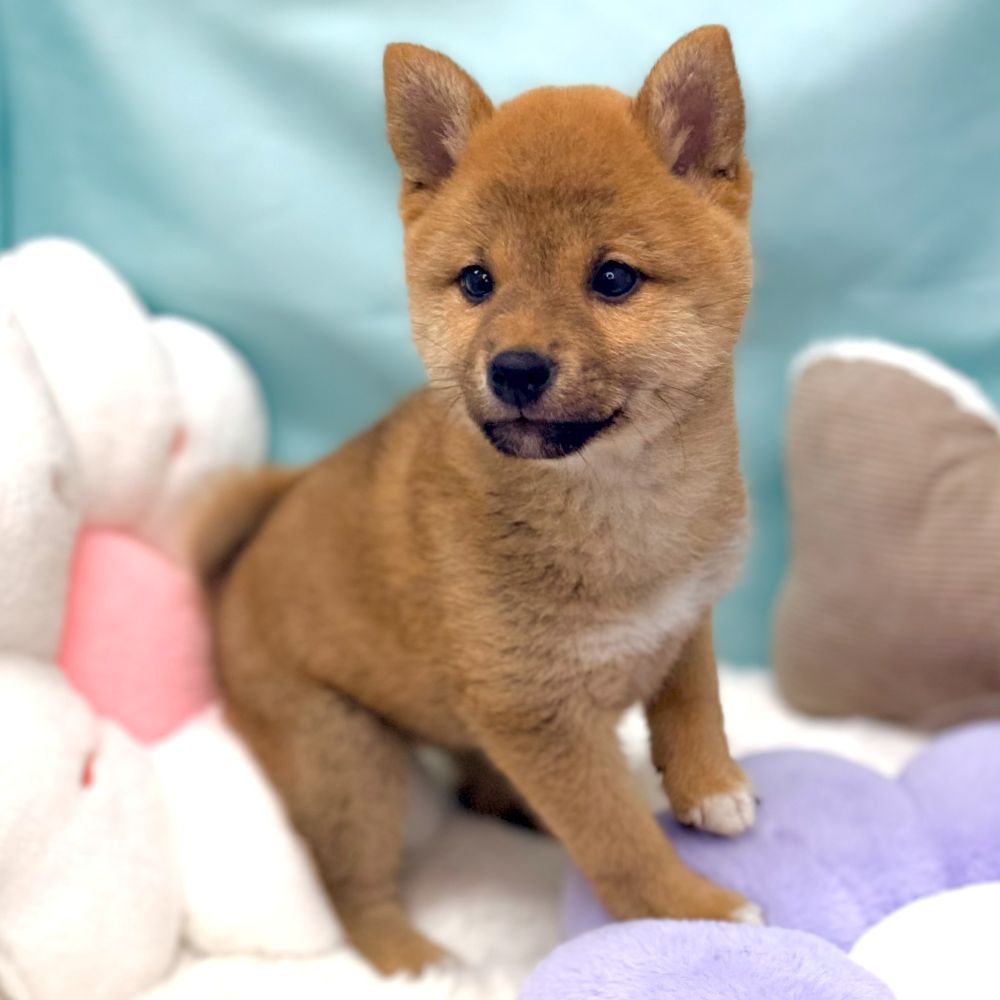 愛知県の柴犬(標準サイズ) (犬の家＆猫の里愛知刈谷店/2026年1月23日生まれ/女の子/赤)の子犬の3枚目の画像