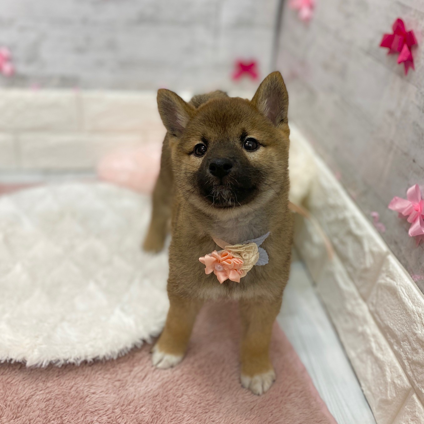 静岡県の柴犬(標準サイズ) (犬の家＆猫の里プレ葉ウォーク浜北店/2026年1月23日生まれ/女の子/赤)の子犬の3枚目の画像