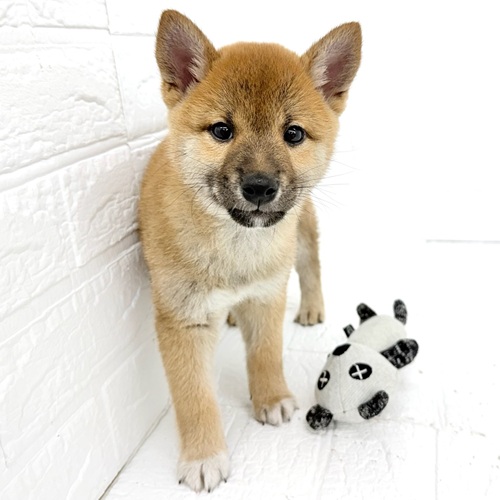 愛知県の柴犬(標準サイズ) (犬の家＆猫の里豊川インター店/2026年1月23日生まれ/男の子/赤)の子犬の3枚目の画像