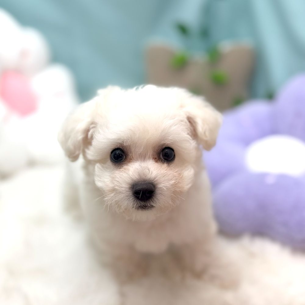 愛知県のビションフリーゼ (犬の家＆猫の里愛知刈谷店/2026年1月21日生まれ/男の子/ホワイト)の子犬の3枚目の画像