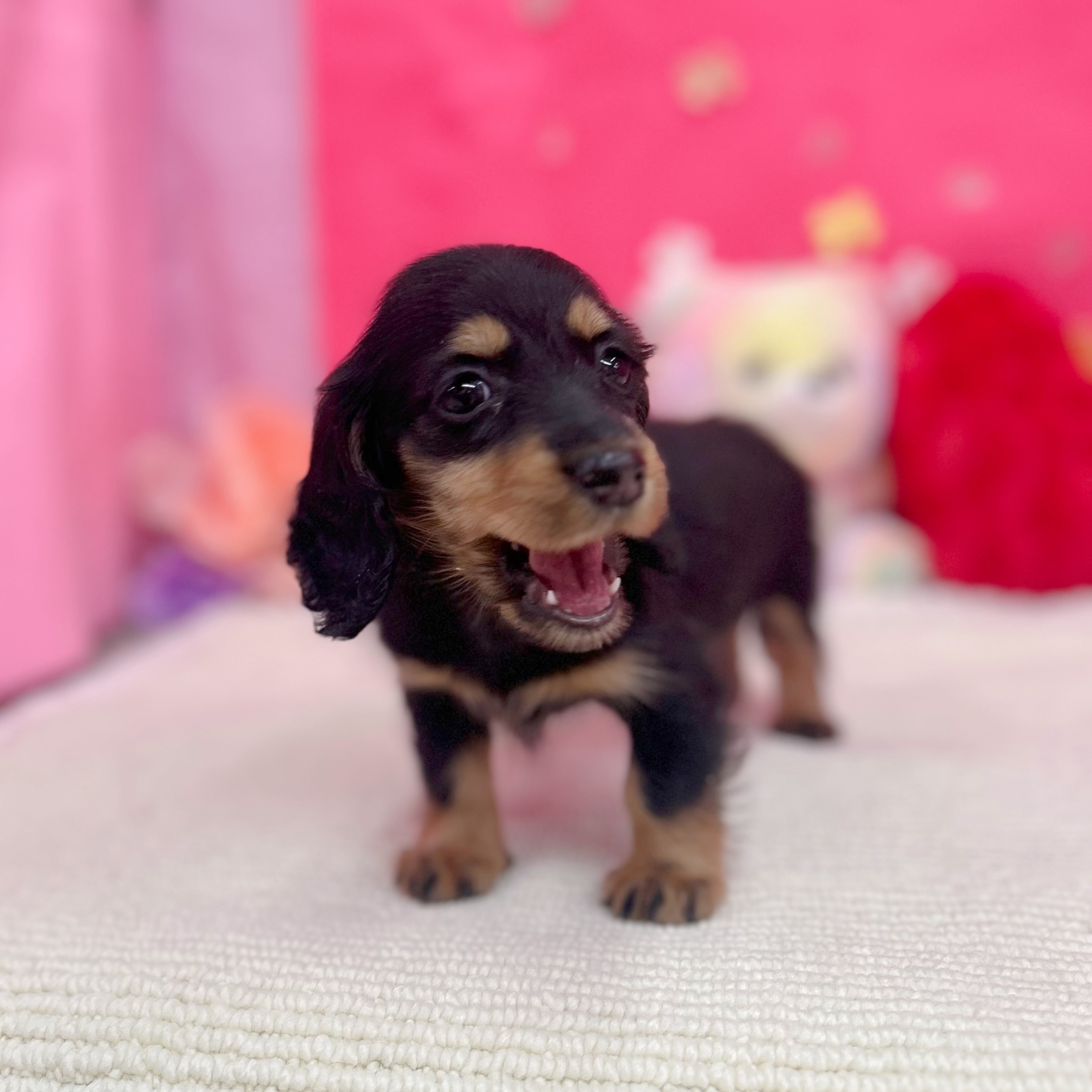 岐阜県のミニチュアダックスフンド(ロング) (犬の家＆猫の里岐南店/2026年1月24日生まれ/女の子/ブラックタン)の子犬の3枚目の画像