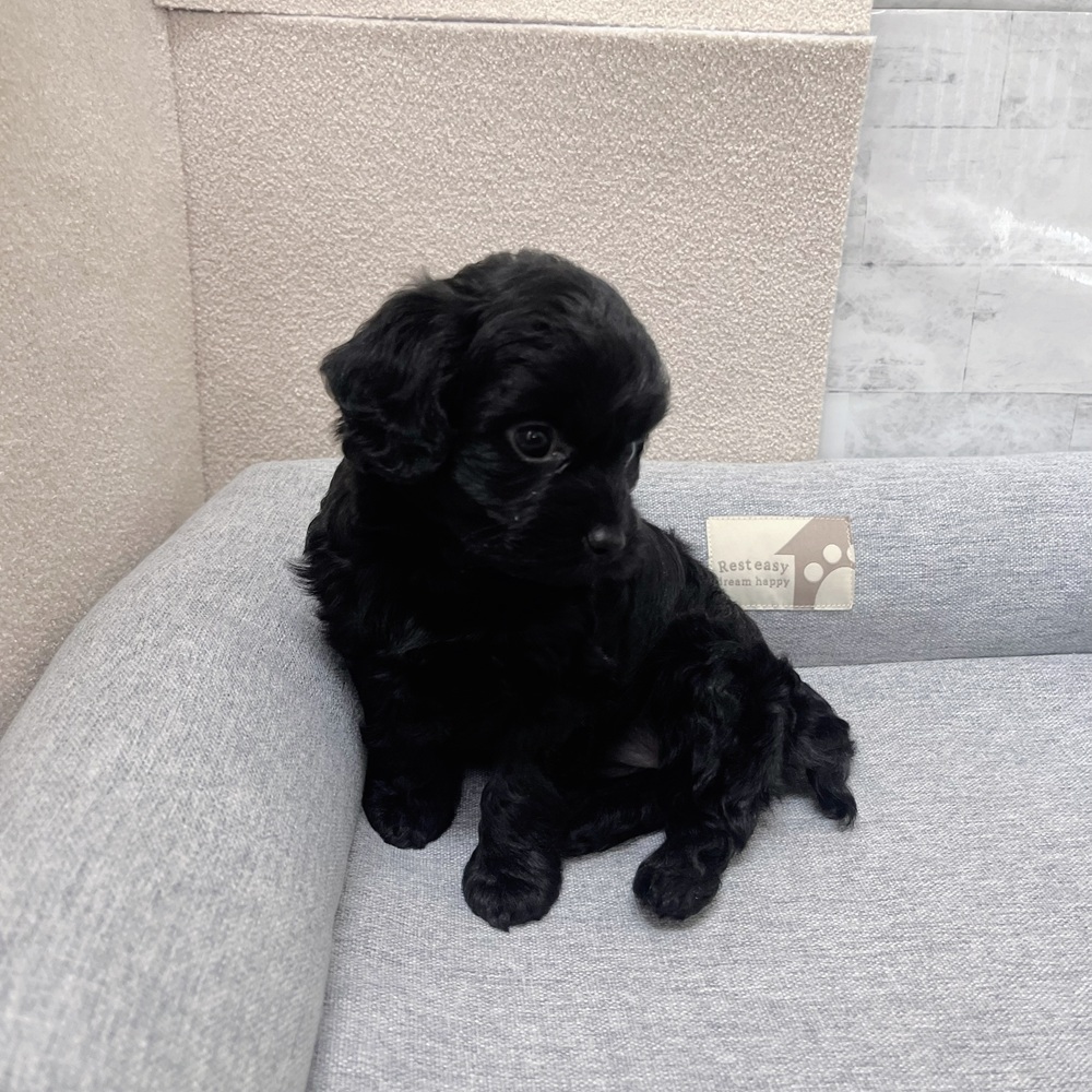 長野県のチワプー/プーチー(チワワ×プードル) (犬の家＆猫の里塩尻店/2026年1月25日生まれ/女の子/ブラック)の子犬の3枚目の画像