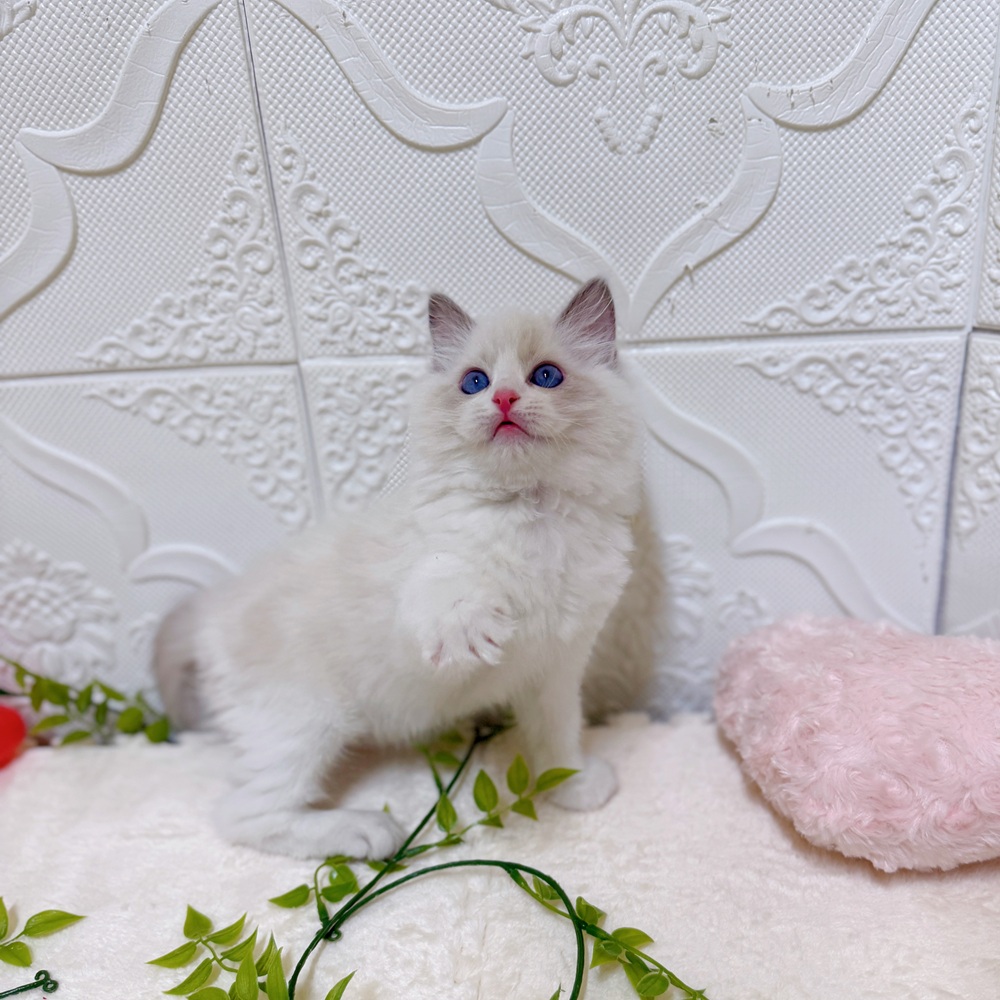 愛知県のラグドール (犬の家＆猫の里岡崎店/2026年1月23日生まれ/男の子/ブルーポイントバイカラー)の子猫の3枚目の画像