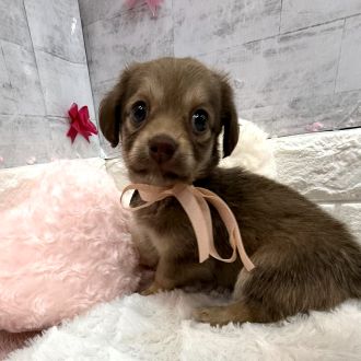 静岡県のチワックス(チワワ×ダックス) (犬の家＆猫の里プレ葉ウォーク浜北店/2026年1月22日生まれ/女の子/イザベラ)の子犬の3枚目の画像