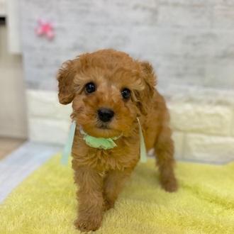 静岡県のトイプードル(トイ) (犬の家＆猫の里プレ葉ウォーク浜北店/2026年1月21日生まれ/女の子/アプリコット)の子犬の3枚目の画像