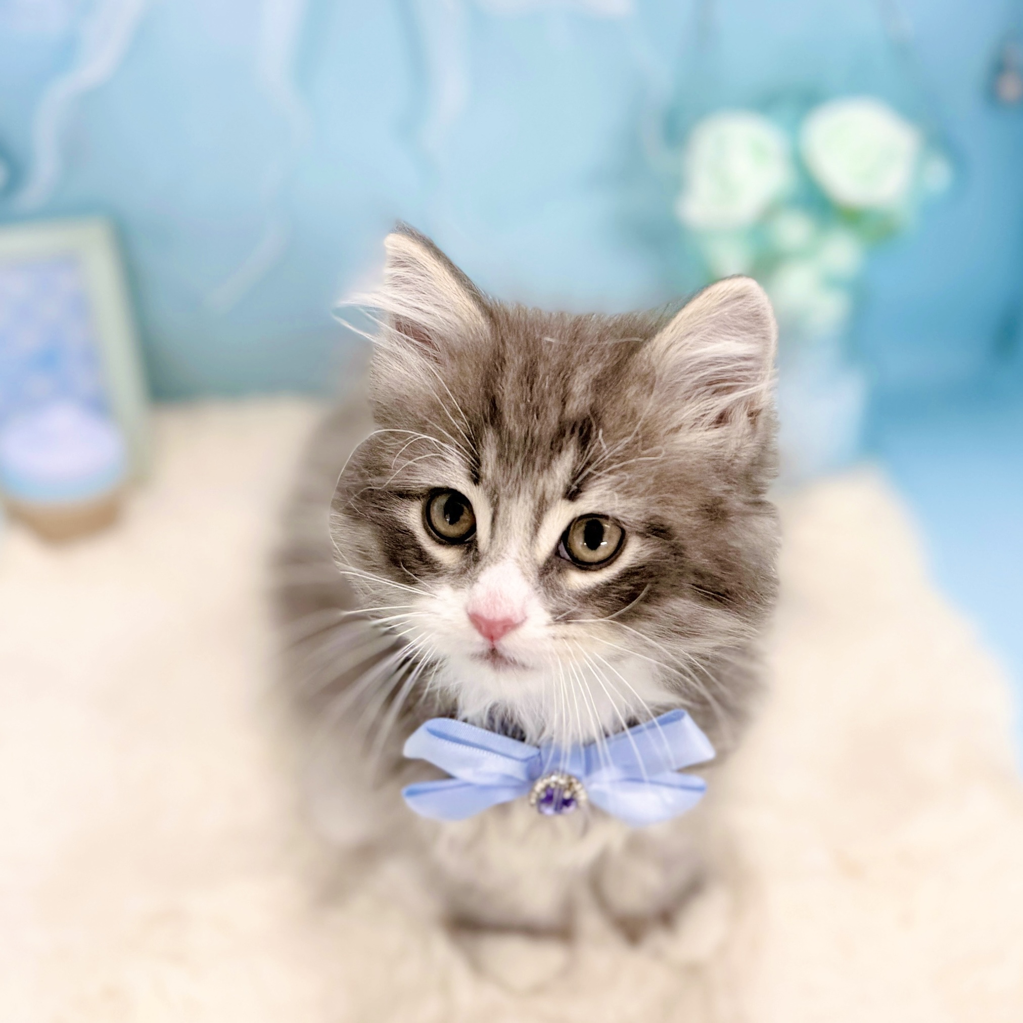 福井県のノルウェージャンフォレストキャット (犬の家＆猫の里アミーゴ福井大和田店/2026年1月22日生まれ/男の子/ブルータビーホワイト)の子猫の3枚目の画像