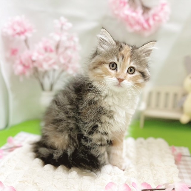 静岡県のノルウェージャンフォレストキャット (犬の家＆猫の里藤枝店/2026年1月22日生まれ/女の子/ブラウンパッチドタビーホワイト)の子猫の3枚目の画像