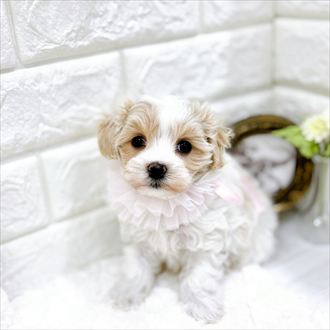 福井県のマルプー(マルチーズ×プードル) (犬の家＆猫の里アミーゴ福井店/2026年1月24日生まれ/女の子/クリームホワイト)の子犬の3枚目の画像