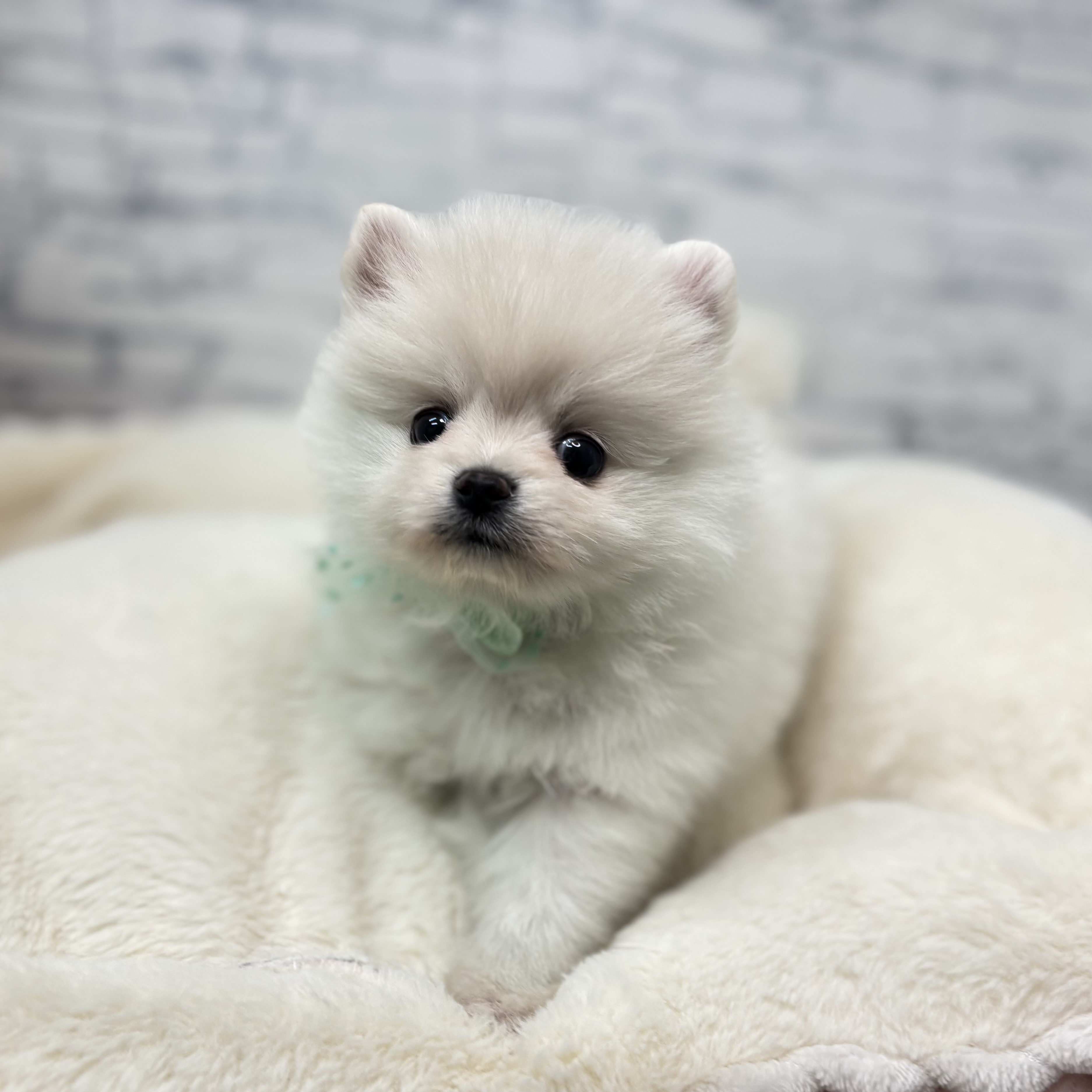 長野県のポメラニアン (犬の家＆猫の里長野店/2026年1月26日生まれ/男の子/クリーム)の子犬の3枚目の画像