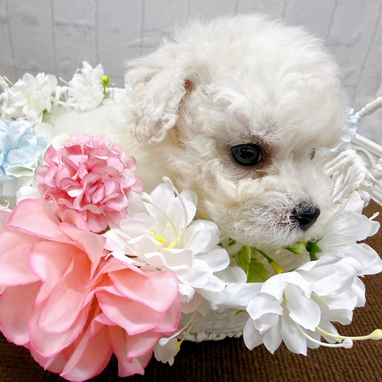 石川県のビションフリーゼ (犬の家＆猫の里アミーゴ金沢有松店/2026年1月27日生まれ/男の子/ホワイト)の子犬の3枚目の画像