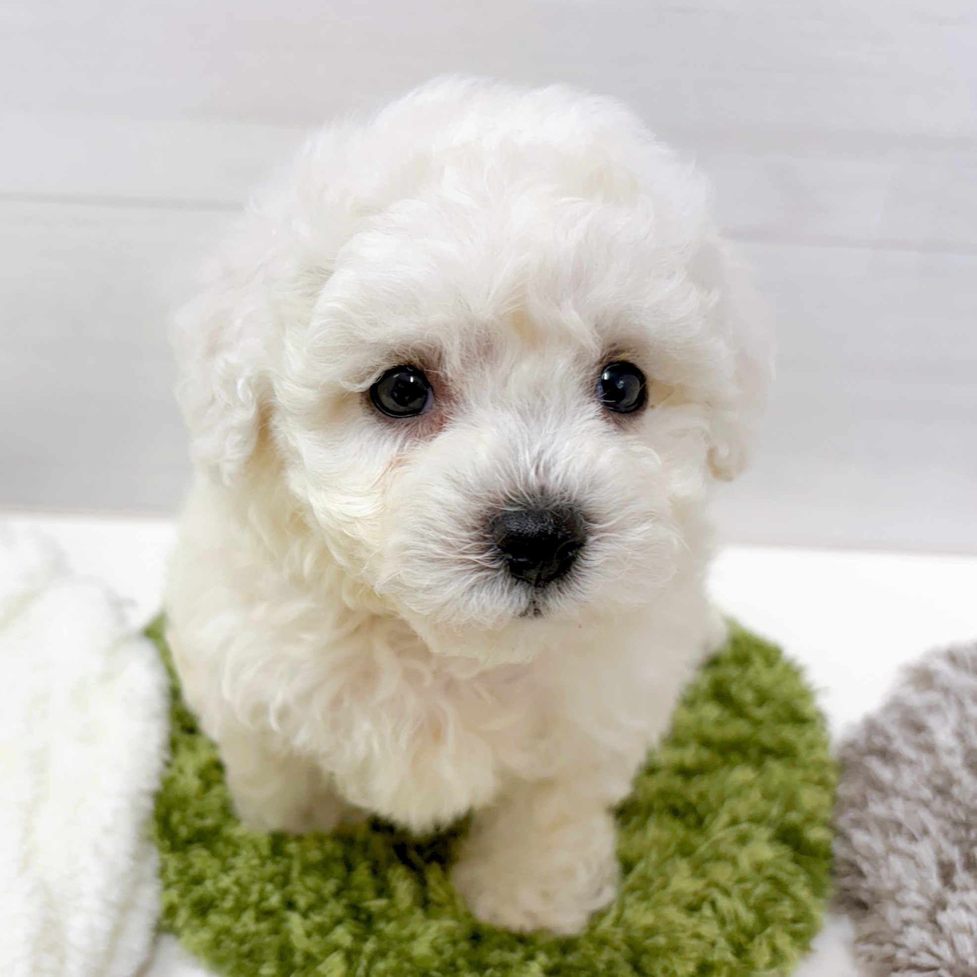 石川県のビションフリーゼ (犬の家＆猫の里アミーゴ金沢おこばた店/2026年1月27日生まれ/男の子/ホワイト)の子犬の3枚目の画像