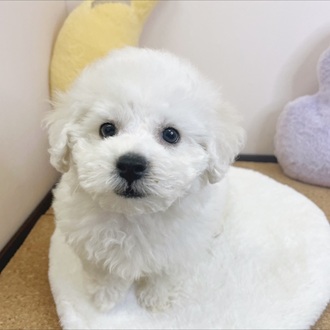 静岡県のビションフリーゼ (犬の家＆猫の里マークイズ静岡店/2026年1月27日生まれ/男の子/ホワイト)の子犬の3枚目の画像