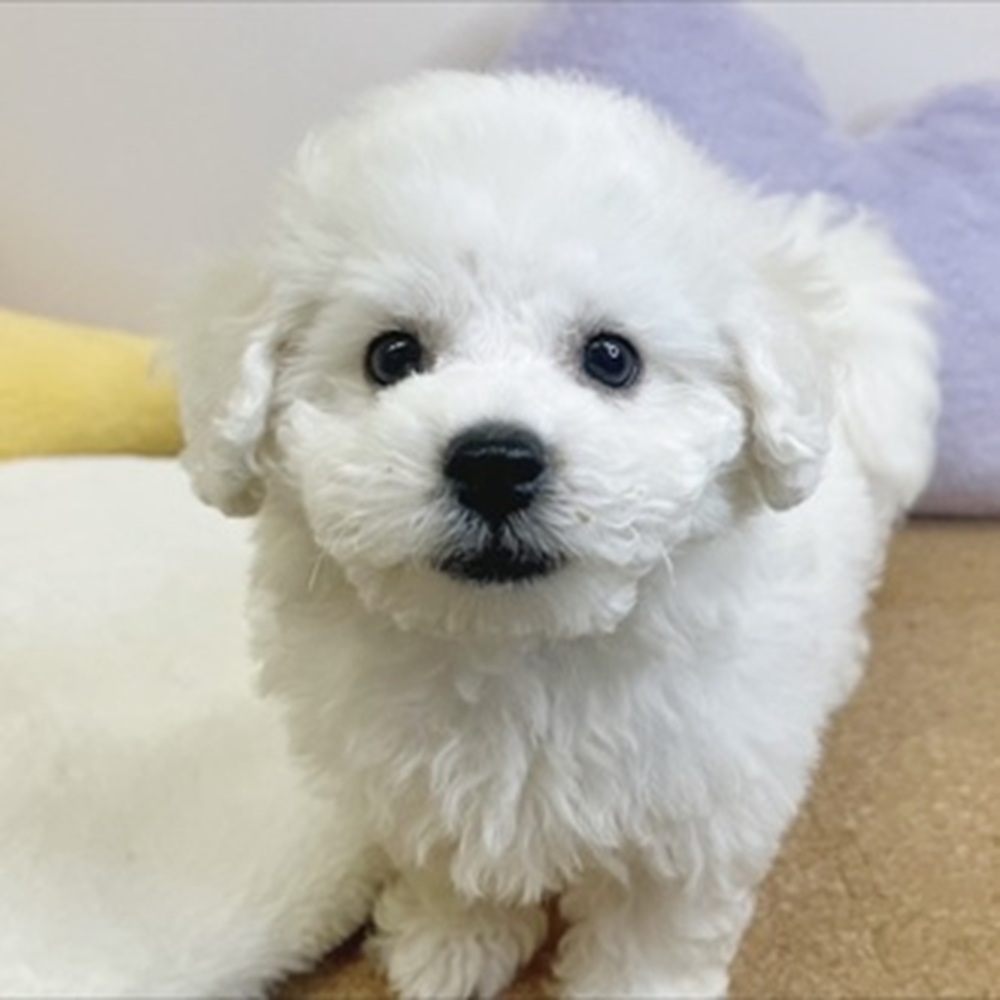 静岡県のビションフリーゼ (犬の家＆猫の里マークイズ静岡店/2026年1月27日生まれ/男の子/ホワイト)の子犬の1枚目の画像