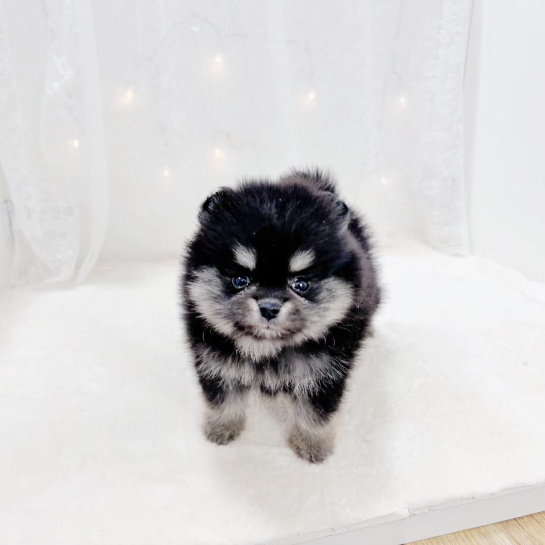 千葉県のポメラニアン (犬の家＆猫の里BIGHOPガーデンモール印西店/2026年1月21日生まれ/女の子/ブラックタン)の子犬の3枚目の画像