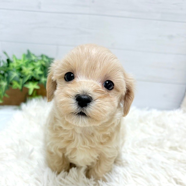 愛知県のマルプー(マルチーズ×プードル) (犬の家＆猫の里豊田店/2026年1月27日生まれ/女の子/クリーム)の子犬の3枚目の画像