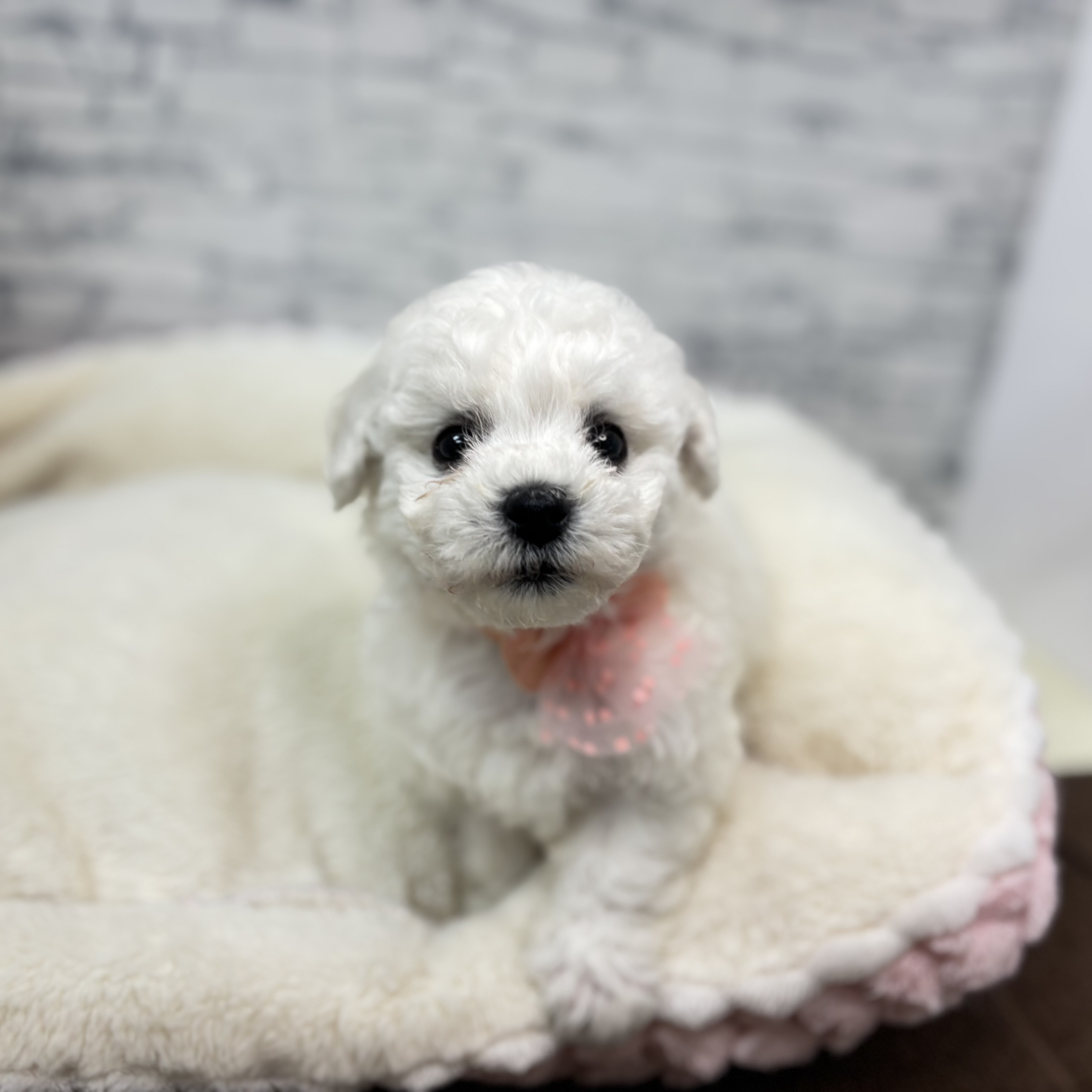 長野県のビションフリーゼ (犬の家＆猫の里長野店/2026年1月27日生まれ/男の子/ホワイト)の子犬の3枚目の画像