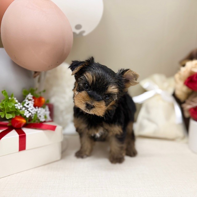 千葉県のヨークシャーテリア (犬の家＆猫の里ワンズモール稲毛店/2026年1月26日生まれ/男の子/スチールブルータン)の子犬の3枚目の画像