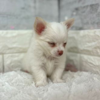 静岡県のチワワ(ロング) (犬の家＆猫の里プレ葉ウォーク浜北店/2026年1月25日生まれ/男の子/クリーム)の子犬の3枚目の画像