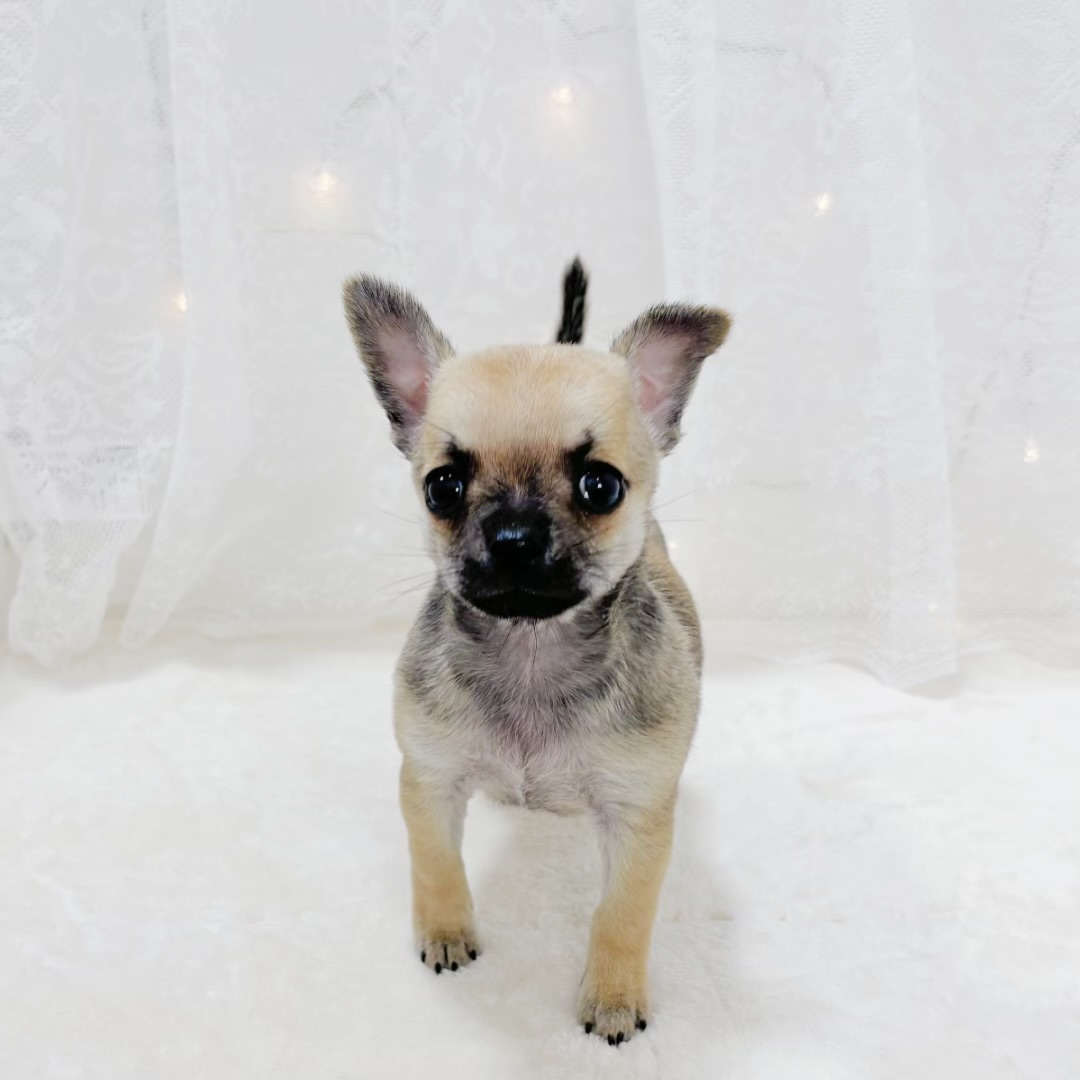 千葉県のチワワ(スムース) (犬の家＆猫の里BIGHOPガーデンモール印西店/2026年1月23日生まれ/男の子/レッド)の子犬の3枚目の画像