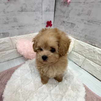 静岡県のポメプー(ポメラニアン×プードル) (犬の家＆猫の里プレ葉ウォーク浜北店/2026年1月26日生まれ/女の子/アプリコット)の子犬の3枚目の画像