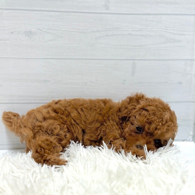 愛知県のトイプードル(トイ) (犬の家＆猫の里豊田店/2026年1月27日生まれ/男の子/レッド)の子犬の3枚目の画像