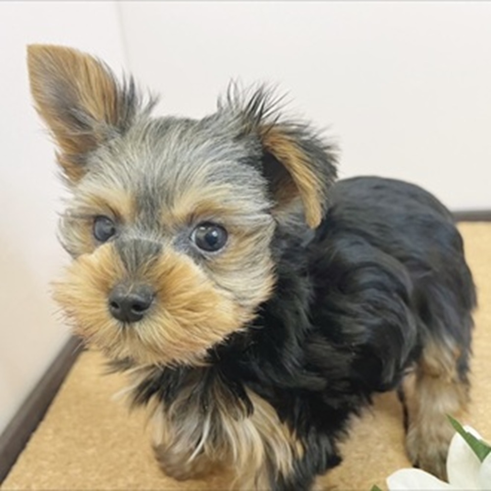 静岡県のヨークシャーテリア (犬の家＆猫の里マークイズ静岡店/2026年1月25日生まれ/男の子/スチールブルータン)の子犬の3枚目の画像