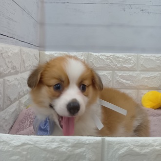 静岡県のウェルシュコーギーペンブローク (犬の家＆猫の里アミーゴ浜松和田店/2026年1月25日生まれ/男の子/レッドホワイト)の子犬の3枚目の画像